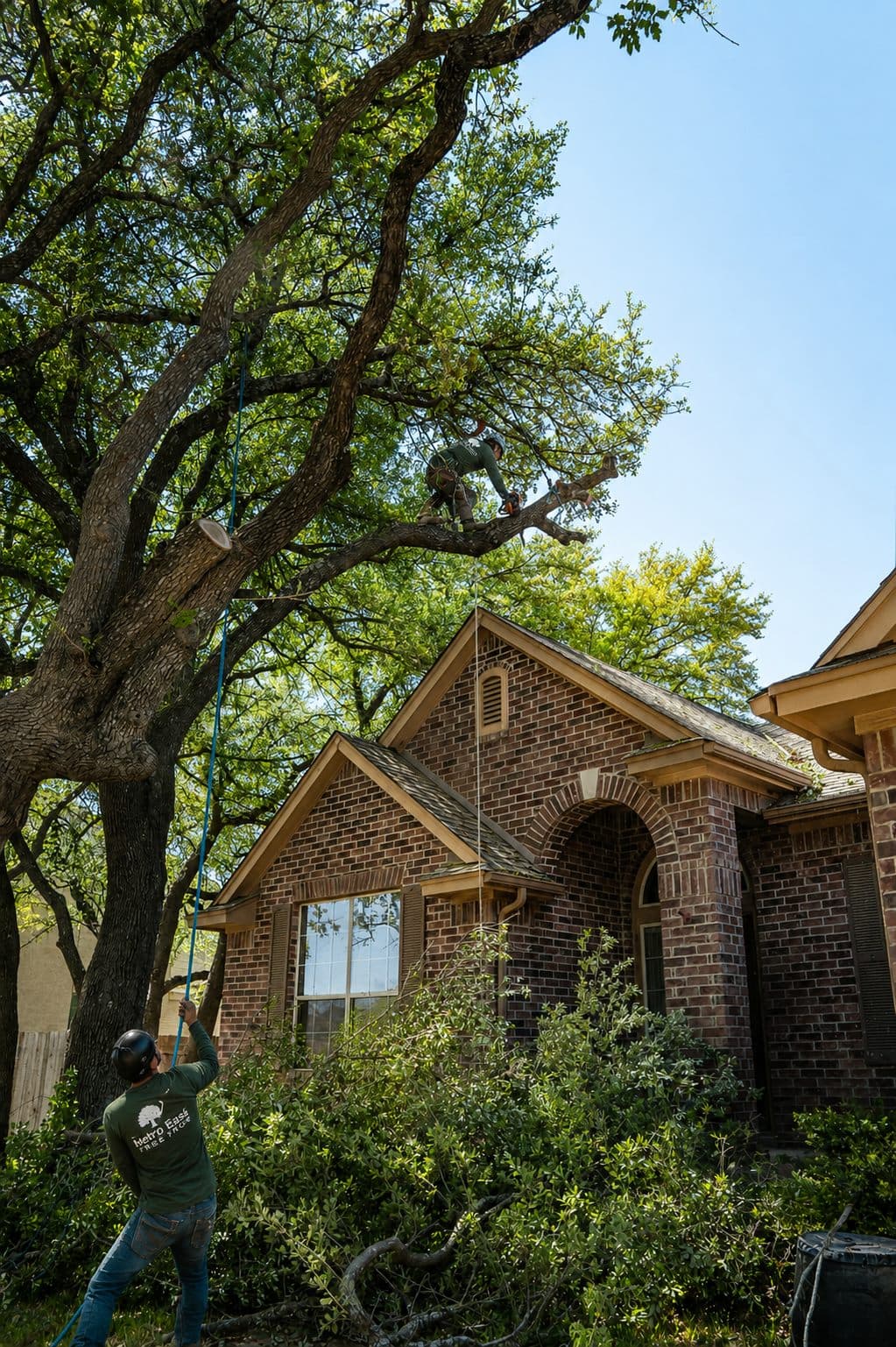 Representative visual of tree removal work