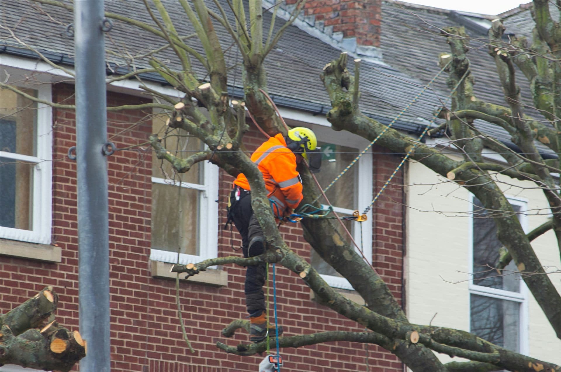 Representative visual of emergency tree service work